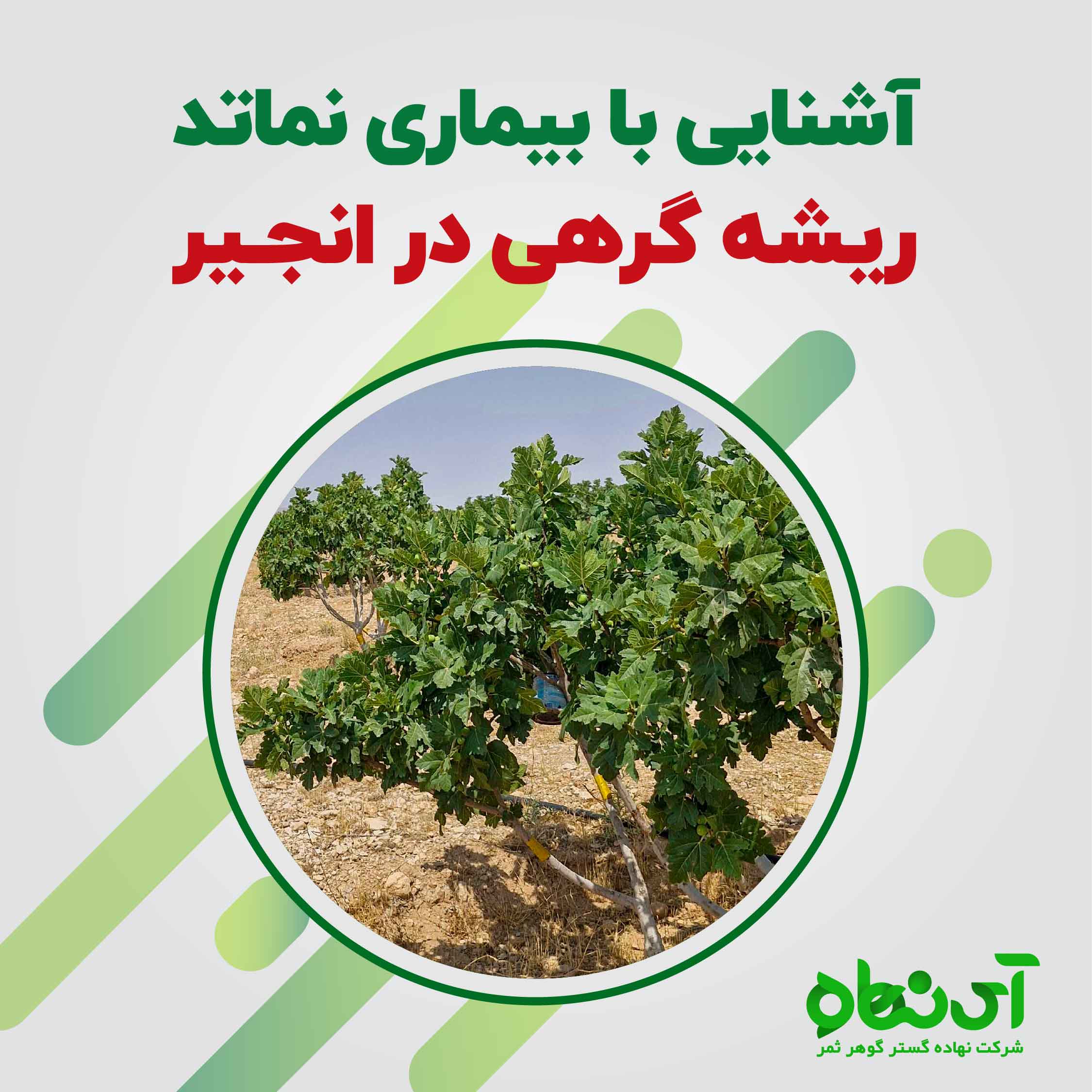 آشنایی با بیماری نماتد ریشه گرهی در انجیر